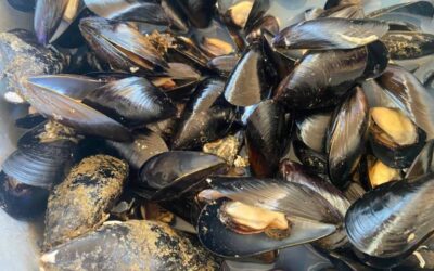 Slow Food, muove una campagna diffamatoria a danno delle vongolare del Co.Ge.Vo. Ancona