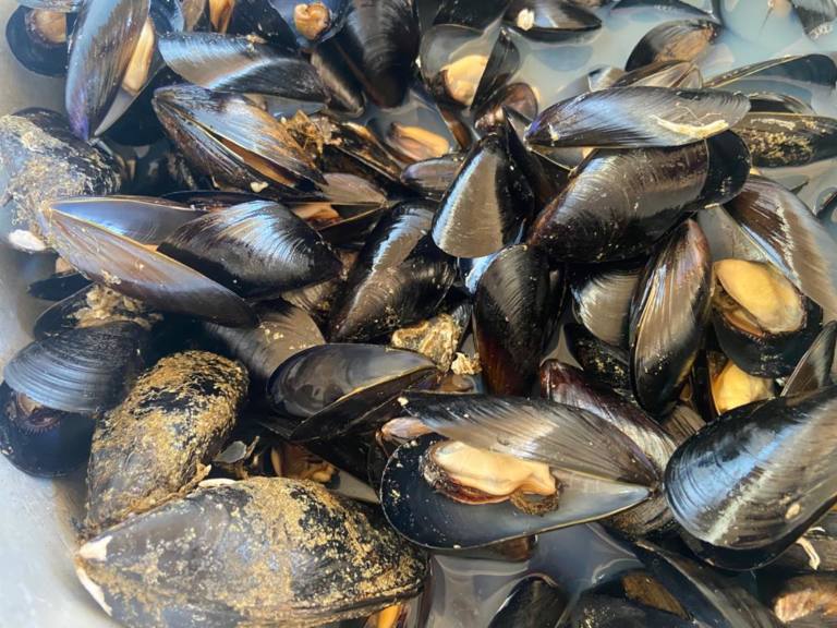 Slow Food, muove una campagna diffamatoria a danno delle vongolare del Co.Ge.Vo. Ancona